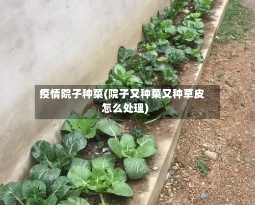 疫情院子种菜(院子又种菜又种草皮怎么处理)