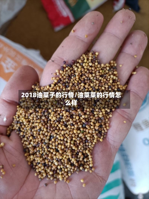 2018油菜子的行情/油菜菜的行情怎么样-第2张图片