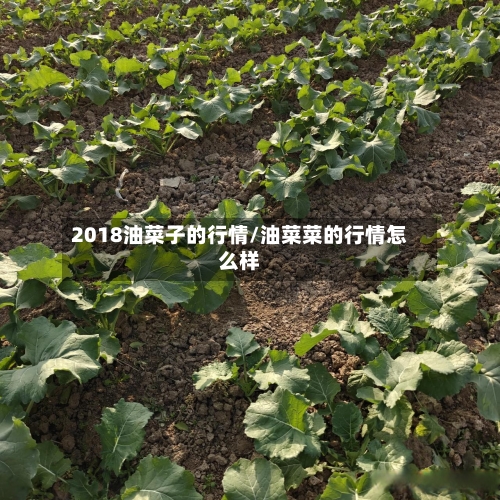 2018油菜子的行情/油菜菜的行情怎么样-第3张图片