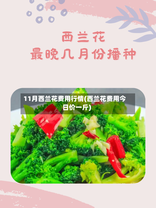 11月西兰花费用行情(西兰花费用今日价一斤)-第2张图片