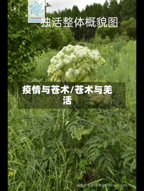 疫情与苍术/苍术与羌活-第3张图片