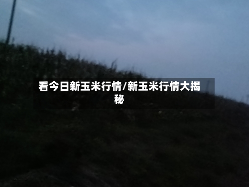 看今日新玉米行情/新玉米行情大揭秘-第2张图片