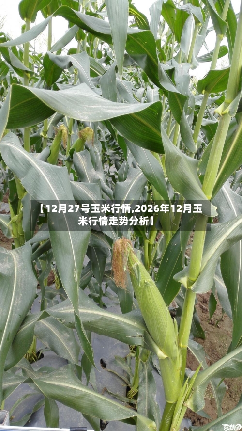 【12月27号玉米行情,2026年12月玉米行情走势分析】-第2张图片