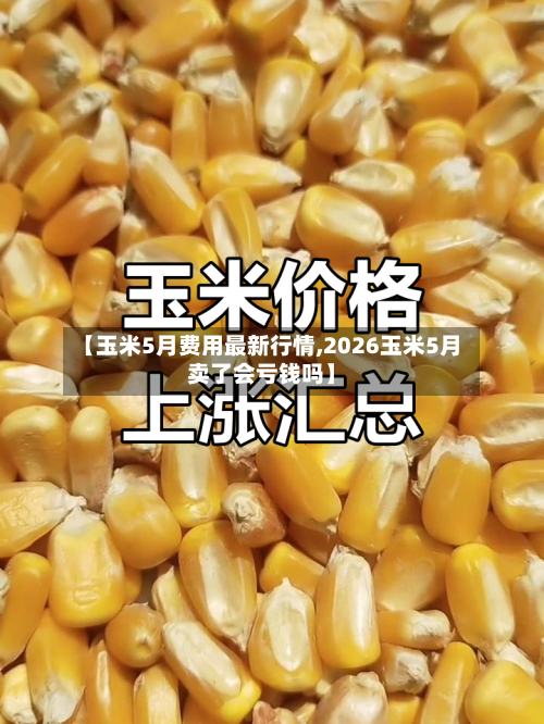 【玉米5月费用最新行情,2026玉米5月卖了会亏钱吗】-第3张图片