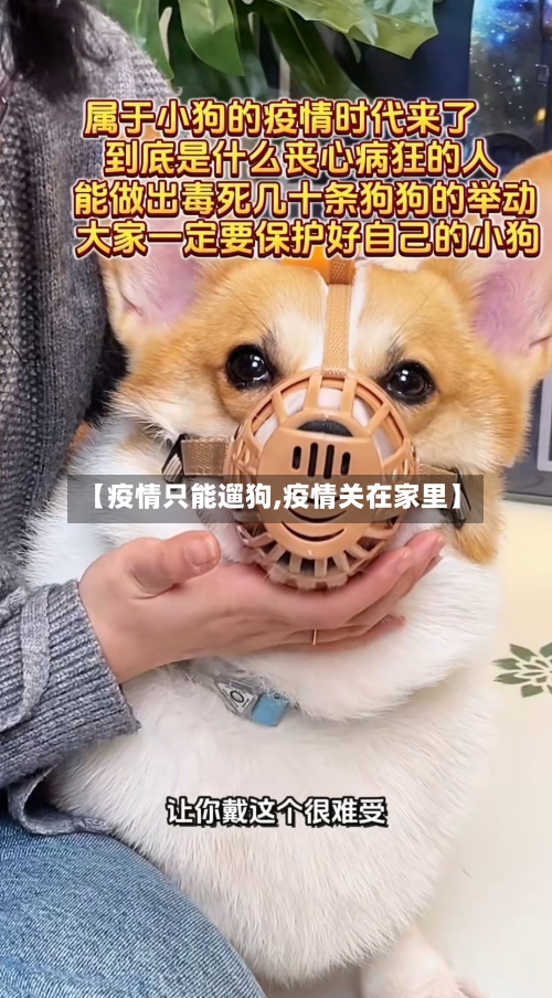 【疫情只能遛狗,疫情关在家里】