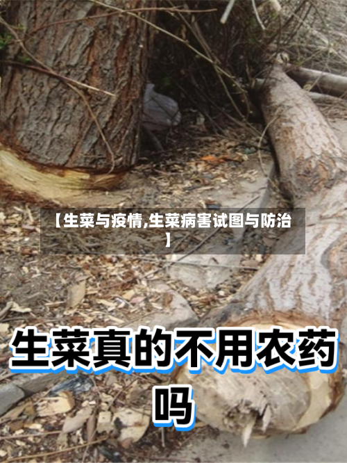 【生菜与疫情,生菜病害试图与防治】-第2张图片