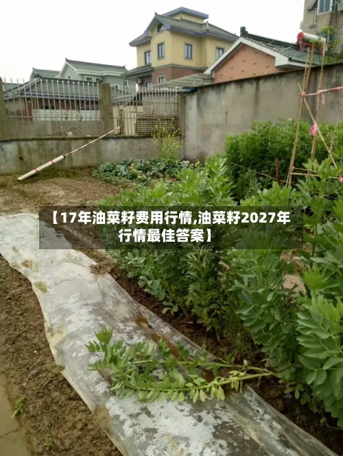 【17年油菜籽费用行情,油菜籽2027年行情最佳答案】