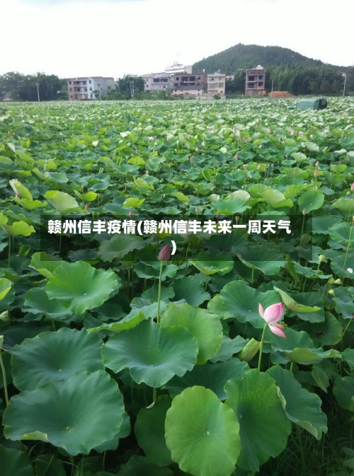 赣州信丰疫情(赣州信丰未来一周天气)-第3张图片