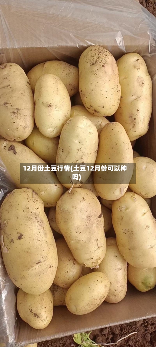 12月份土豆行情(土豆12月份可以种吗)