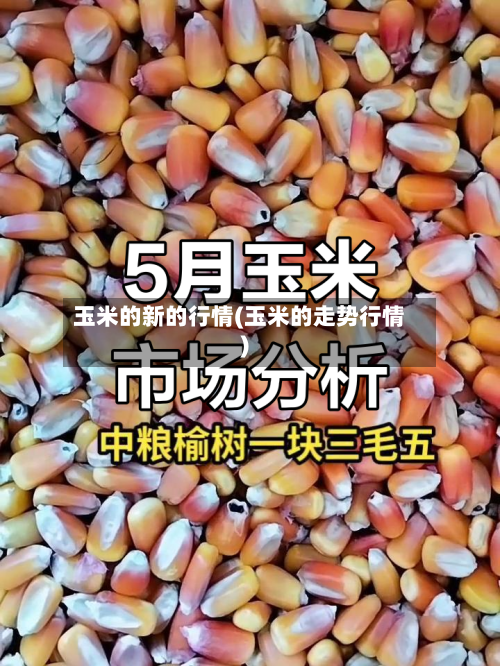 玉米的新的行情(玉米的走势行情)