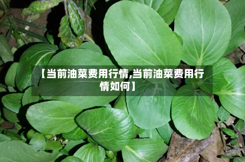 【当前油菜费用行情,当前油菜费用行情如何】