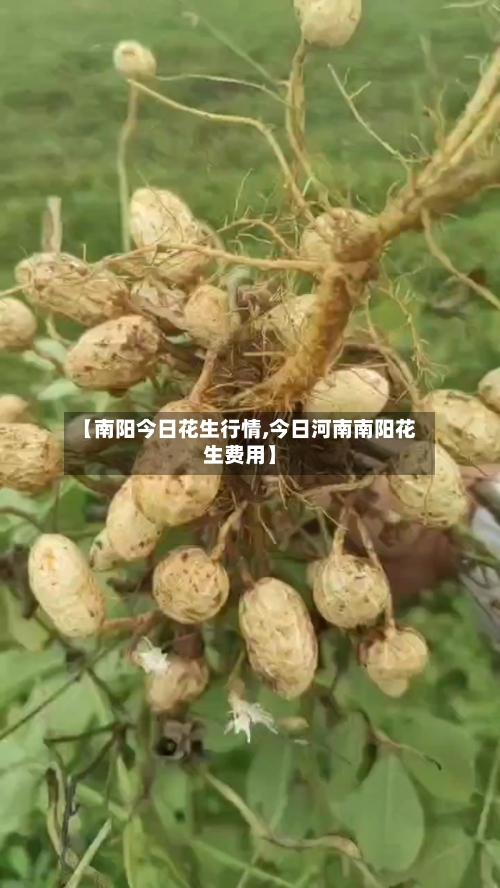 【南阳今日花生行情,今日河南南阳花生费用】