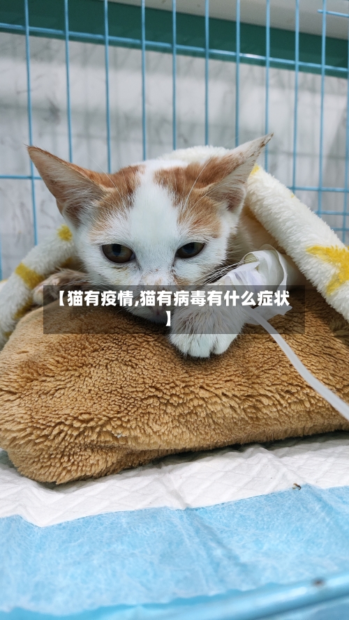 【猫有疫情,猫有病毒有什么症状】-第2张图片