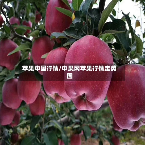 苹果中国行情/中果网苹果行情走势图-第2张图片