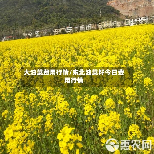 大油菜费用行情/东北油菜籽今日费用行情-第3张图片
