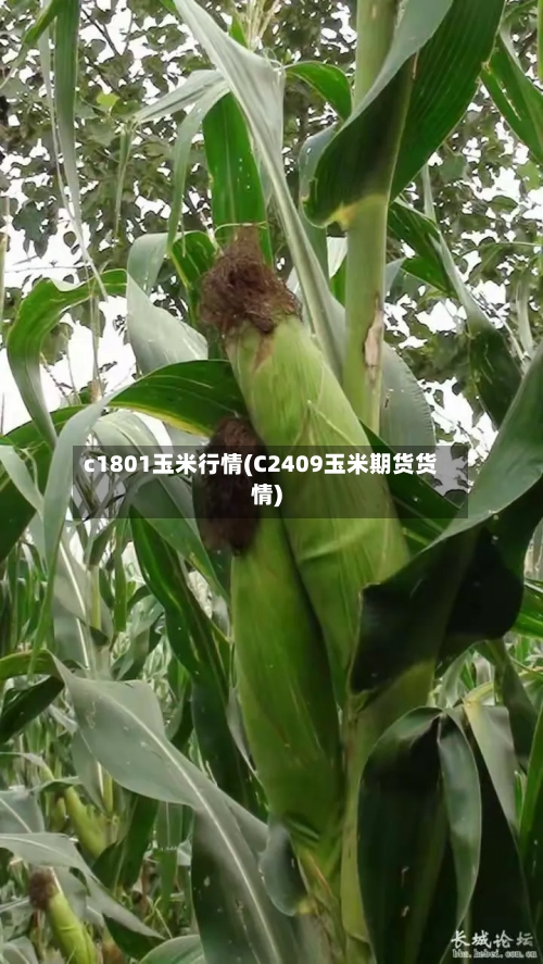 c1801玉米行情(C2409玉米期货货情)-第2张图片