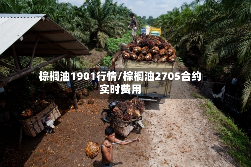棕榈油1901行情/棕榈油2705合约实时费用