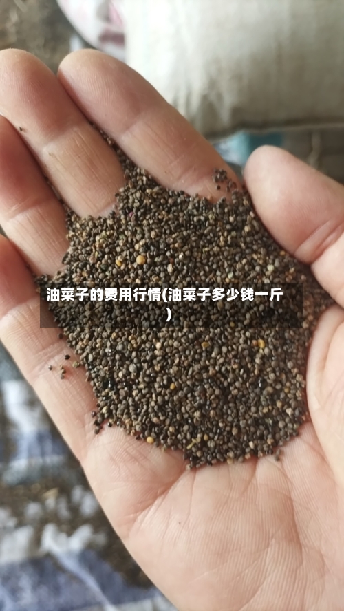 油菜子的费用行情(油菜子多少钱一斤)-第2张图片