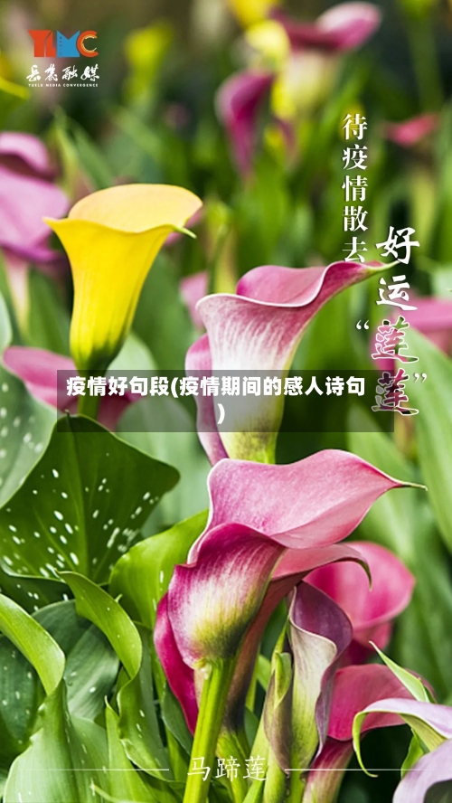 疫情好句段(疫情期间的感人诗句)-第2张图片