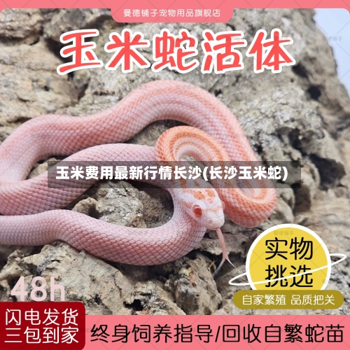 玉米费用最新行情长沙(长沙玉米蛇)-第3张图片