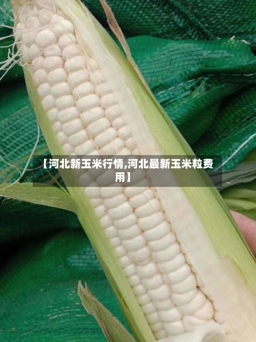 【河北新玉米行情,河北最新玉米粒费用】