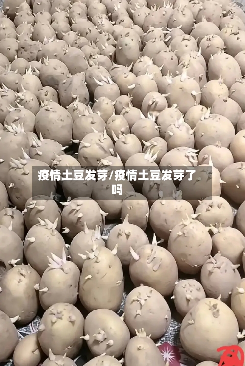 疫情土豆发芽/疫情土豆发芽了吗-第3张图片