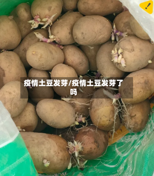 疫情土豆发芽/疫情土豆发芽了吗-第2张图片