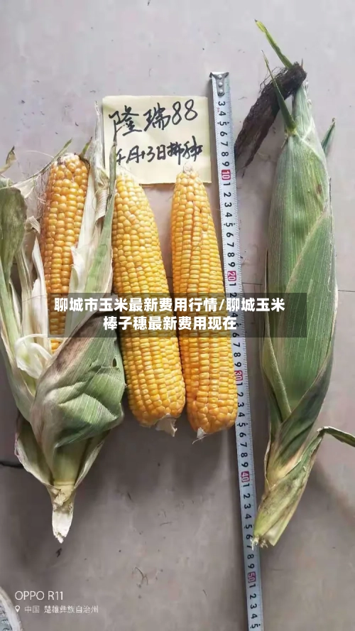 聊城市玉米最新费用行情/聊城玉米棒子穗最新费用现在-第2张图片
