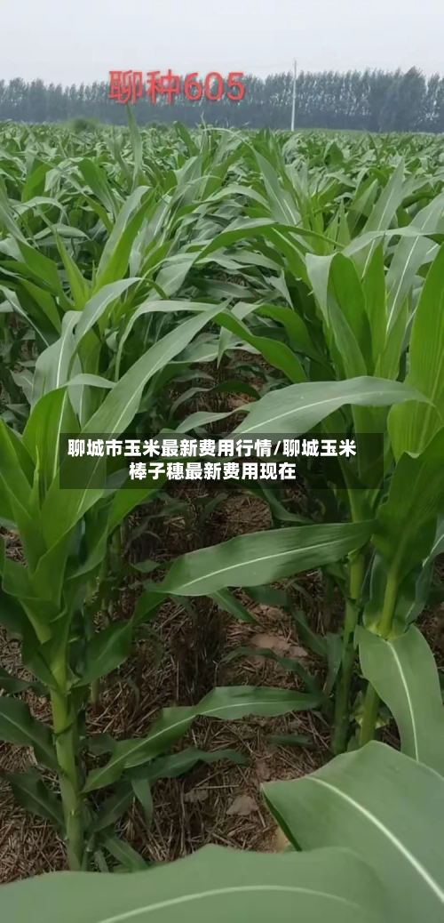 聊城市玉米最新费用行情/聊城玉米棒子穗最新费用现在