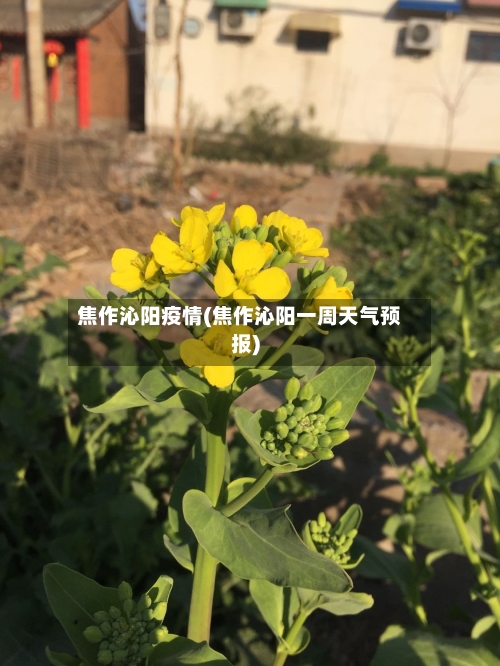 焦作沁阳疫情(焦作沁阳一周天气预报)
