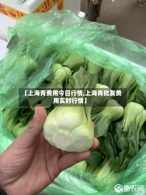 【上海青费用今日行情,上海青批发费用实时行情】