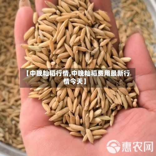 【中晚籼稻行情,中晚籼稻费用最新行情今天】-第2张图片