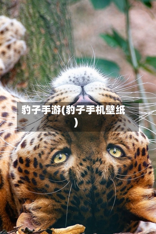 豹子手游(豹子手机壁纸)