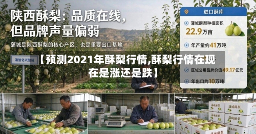 【预测2021年酥梨行情,酥梨行情在现在是涨还是跌】