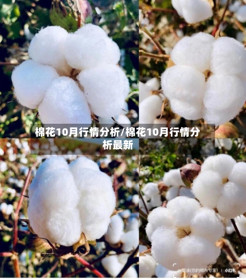 棉花10月行情分析/棉花10月行情分析最新-第3张图片