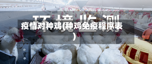 疫情对种鸡(种鸡免疫程序表)