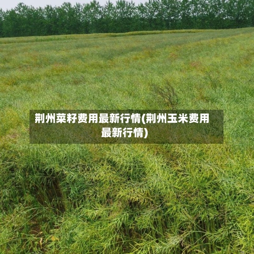 荆州菜籽费用最新行情(荆州玉米费用最新行情)