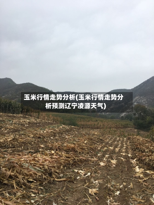 玉米行情走势分析(玉米行情走势分析预测辽宁凌源天气)-第2张图片