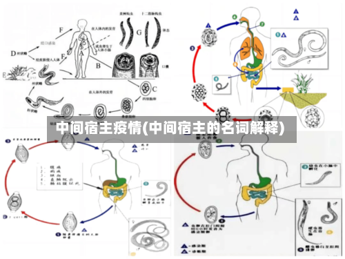 中间宿主疫情(中间宿主的名词解释)-第3张图片