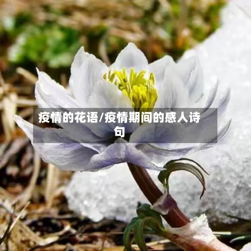 疫情的花语/疫情期间的感人诗句