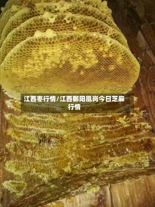 江西枣行情/江西鄱阳凰岗今日芝麻行情-第3张图片
