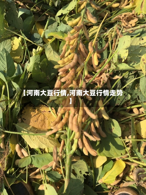 【河南大豆行情,河南大豆行情走势】