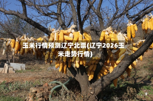 玉米行情预测辽宁北票(辽宁2026玉米走势行情)-第2张图片