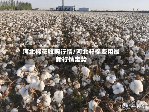 河北棉花收购行情/河北籽棉费用最新行情走势