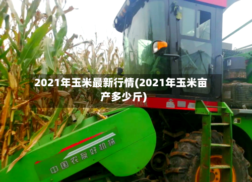 2021年玉米最新行情(2021年玉米亩产多少斤)