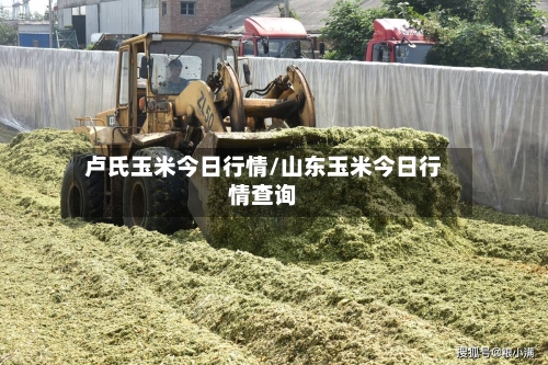卢氏玉米今日行情/山东玉米今日行情查询