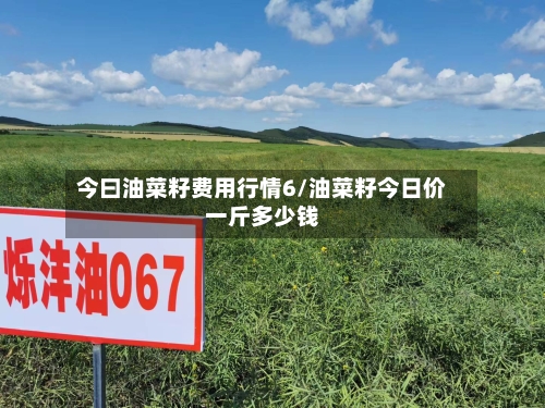 今曰油菜籽费用行情6/油菜籽今日价一斤多少钱