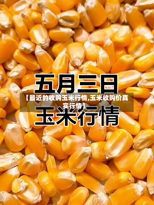 【最近的收购玉米行情,玉米收购价真实行情】-第3张图片