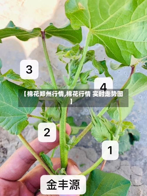【棉花郑州行情,棉花行情 实时走势图】