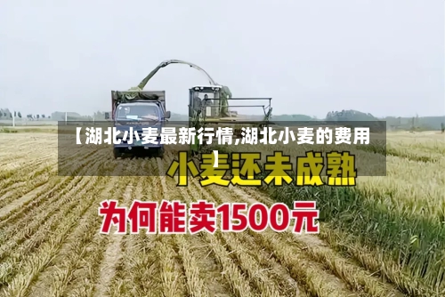 【湖北小麦最新行情,湖北小麦的费用】-第3张图片